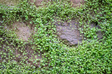stone wall overgrown with wild flowers