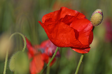 A closeup poppies in a field of red poppies