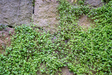 stone wall overgrown with wild flowers