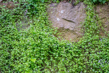 stone wall overgrown with wild flowers