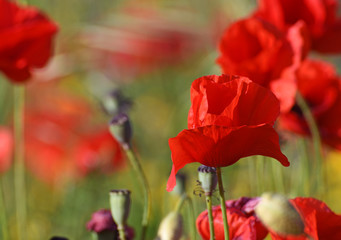 Obraz premium A closeup poppies in a field of red poppies