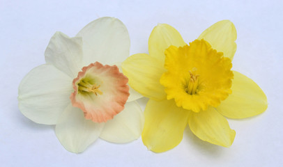 Two daffodil flowers on white background