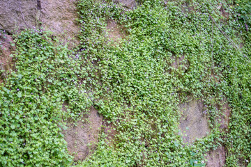 stone wall overgrown with wild flowers