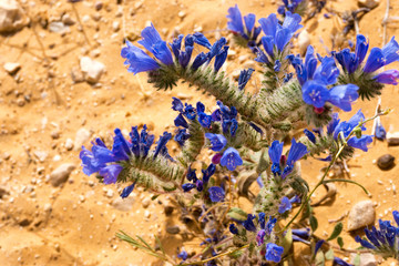 Closeup of flowers in the  Sahara Desert in Tunisia