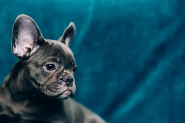 Deurstickers Portret van een mooie blauwe franse bulldog © belyaaa