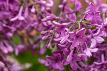 Fresh cut Purple Lilac Flowers on wooden background. Syringa vulgaris.