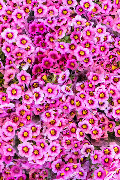 Bouquets of vibrant pink flowers on the market