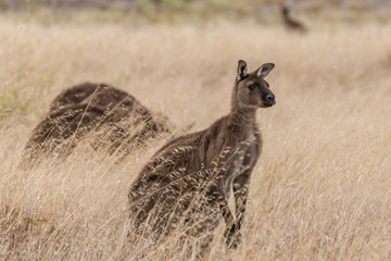 Kangaroo emerges from the dry grass of a cultivated field on Kangaroo Island, Southern Australia