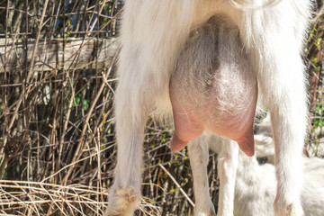 Domestic white goat with big udder Milk Bag selective focus