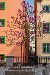 A blossoming magnolia tree in the  narrow cobbled streets of Stockholm in Spring