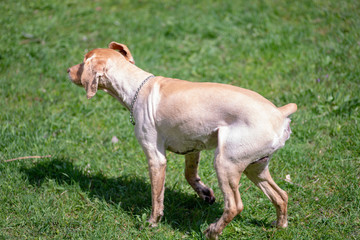 Cocker Spaniel with short fur after haircuts