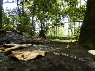 verde