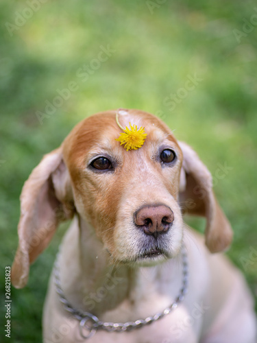 Cocker Spaniel With Short Fur After Haircuts Stock Photo And
