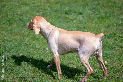 Cocker Spaniel With Short Fur After Haircuts Stock Photo And