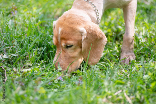 Cocker Spaniel With Short Fur After Haircuts Stock Photo And