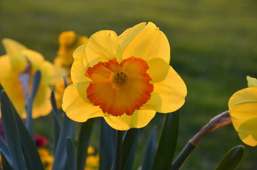 Obraz premium Osterblumen