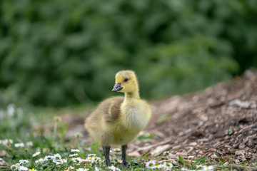 little duckling in the grass