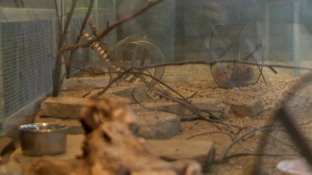 Several mice in a large metal cage view