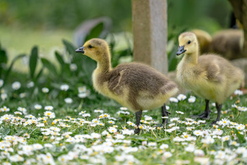 Obraz premium little duckling in the grass