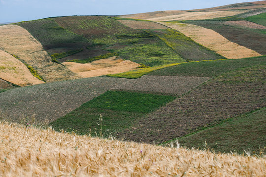 Fields Background