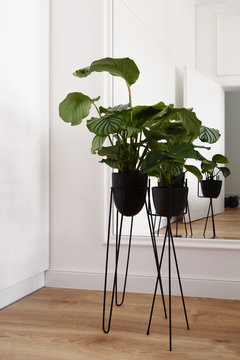 Plant with big leaves in cache-pot