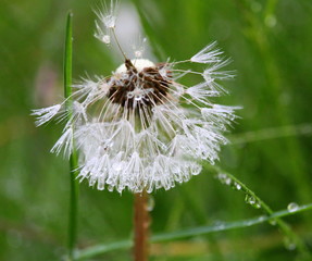 Pusteblume im Regen