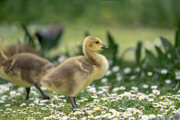 little duckling in the grass
