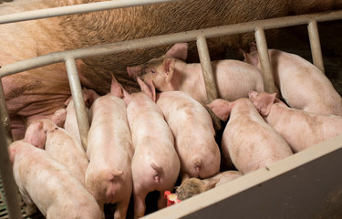 Piglets suckling in modern pigpen