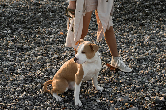 Woman with a dog at the beach