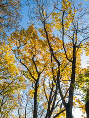 Fototapeta premium Beautiful photo of autumn trees covered in yellow and red leaves in forest against bright blue sky