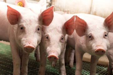 Piglets playing in barn
