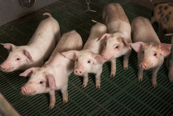 Piglets walking in barn