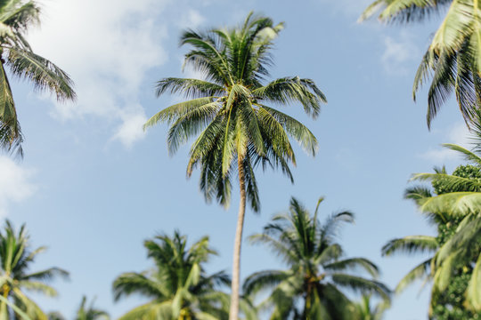 Picturesque palm trees against the sky
