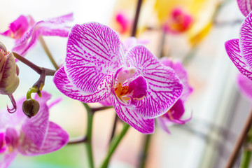 Beautiful tropical exotic branch with white, pink and magenta Moth Phalaenopsis Orchid flowers in...