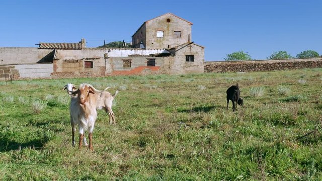 Goats in field next to abandon building 