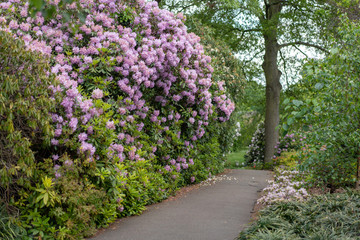 Fototapeta na wymiar path in the garden with purple flowers