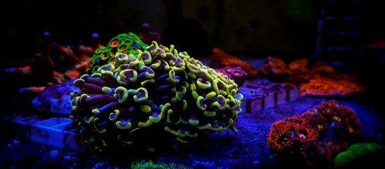 Euphyllia Hammer GOLDEN tip LPS coral 
