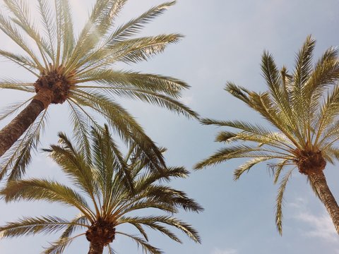 Three palms