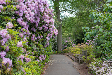 path in the garden with purple flowers