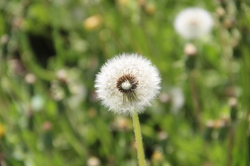 dandelion