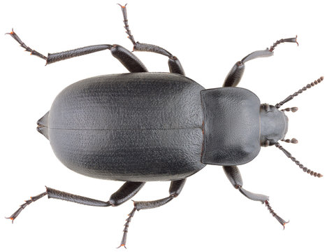 Black darkling beetle Blaps lethifera isolated on white background. Dorsal view of black beetle.