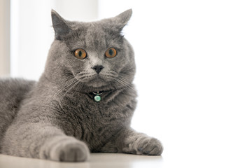 cute young  british shorthair cat