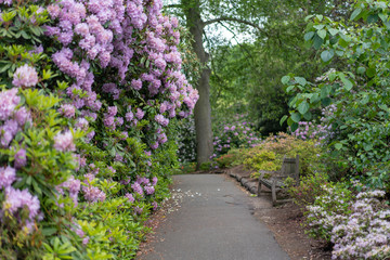 path in the garden with purple flowers