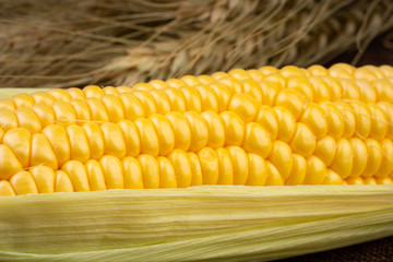 fresh and ripe corn cobs