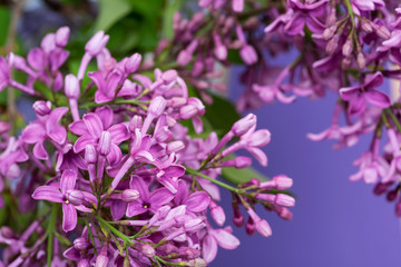 Fresh cut Purple Lilac Flowers on purple background. Syringa vulgaris.