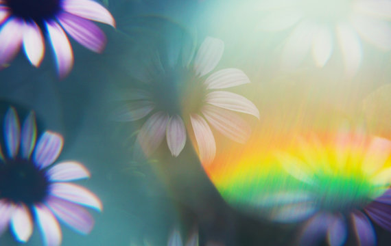 Echinacea photographed through prism filter