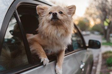 Dog looking through car window
