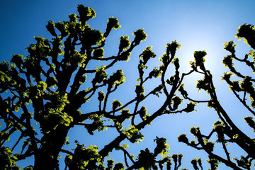 The detail of treetops of the decorative trees with fresh young green leaves on top of the branches. 