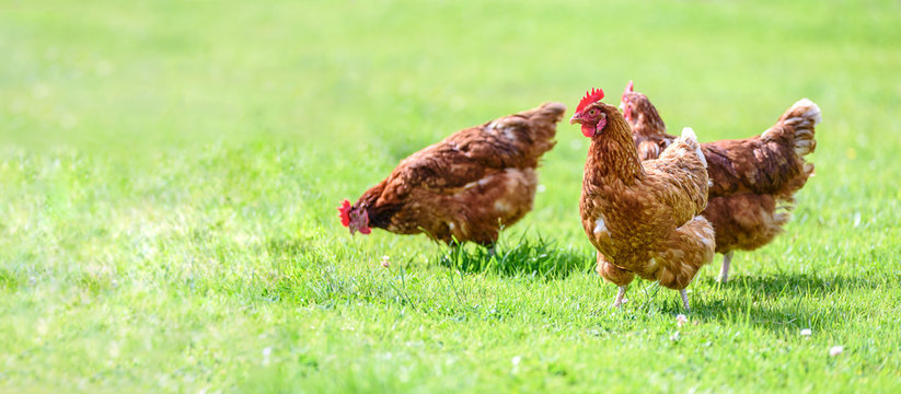 Hens on a traditional free range poultry organic farm grazing on the grass with copy space