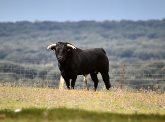 tipico toro español